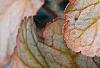 Heuchera 'Pinot Gris', leaves