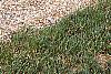 Cyrilla racemiflora, habit