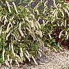 Cyrilla racemiflora, habit