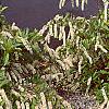 Cyrilla racemiflora, habit
