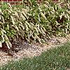 Cyrilla racemiflora, habit