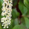 Cyrilla racemiflora, flowers