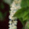 Cyrilla racemiflora, flowers