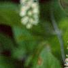 Cyrilla racemiflora, flowers