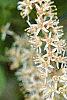 Cyrilla racemiflora, flowers