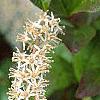 Cyrilla racemiflora, flowers