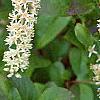 Cyrilla racemiflora, flowers
