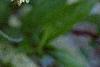 Cyrilla racemiflora, flowers