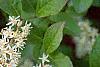 Cyrilla racemiflora, flowers