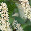 Cyrilla racemiflora, flowers