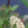 Cyrilla racemiflora, flowers