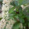Cyrilla racemiflora, flowers