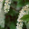 Cyrilla racemiflora, flowers