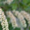 Cyrilla racemiflora, flowers