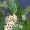 Cyrilla racemiflora, flowers