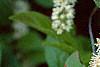 Cyrilla racemiflora, flowers