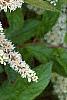 Cyrilla racemiflora, flowers