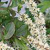 Cyrilla racemiflora, flowers