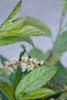 Cyrilla racemiflora, flowers