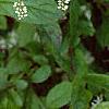 Cyrilla racemiflora, flowers