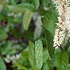 Cyrilla racemiflora, flowers