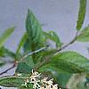 Cyrilla racemiflora, flowers