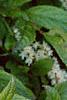 Cyrilla racemiflora, flowers