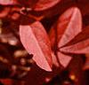 Cyrilla racemiflora, fall color