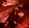 Cyrilla racemiflora, fall color