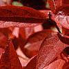 Cyrilla racemiflora, fall color
