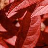 Cyrilla racemiflora, fall color
