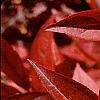 Cyrilla racemiflora, fall color