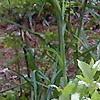 Cyrilla racemiflora 'Henry's Garnet', habit