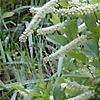 Cyrilla racemiflora 'Henry's Garnet', habit