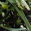 Cyrilla racemiflora 'Henry's Garnet', habit