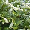 Cyrilla racemiflora 'Henry's Garnet', habit