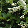 Cyrilla racemiflora 'Henry's Garnet', habit