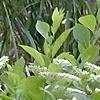 Cyrilla racemiflora 'Henry's Garnet', habit