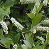 Cyrilla racemiflora 'Henry's Garnet', habit