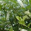 Cyrilla racemiflora 'Henry's Garnet', habit