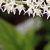 Cyrilla racemiflora 'Henry's Garnet', flowers