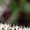 Cyrilla racemiflora 'Henry's Garnet', flowers