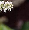 Cyrilla racemiflora 'Henry's Garnet', flowers