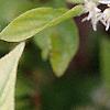 Cyrilla racemiflora 'Henry's Garnet', flowers
