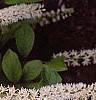 Cyrilla racemiflora 'Henry's Garnet', flowers