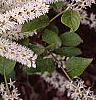 Cyrilla racemiflora 'Henry's Garnet', flowers