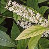 Cyrilla racemiflora 'Henry's Garnet', flowers