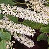 Cyrilla racemiflora 'Henry's Garnet', flowers