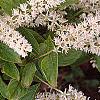 Cyrilla racemiflora 'Henry's Garnet', flowers