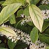 Cyrilla racemiflora 'Henry's Garnet', flowers
